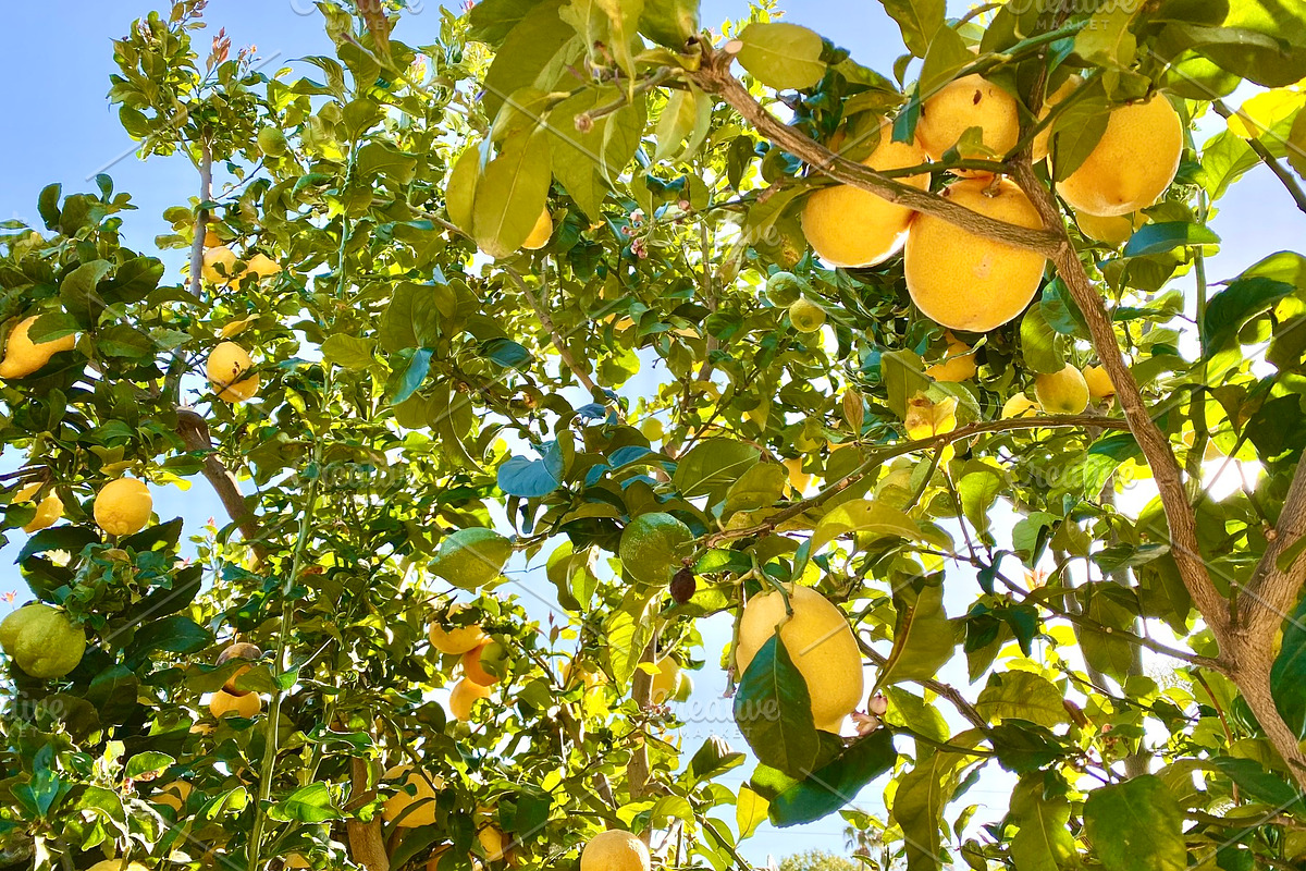 Lemon Tree, a Nature Photo by Wild Wanderer Photography (Photo 2 of 2)
