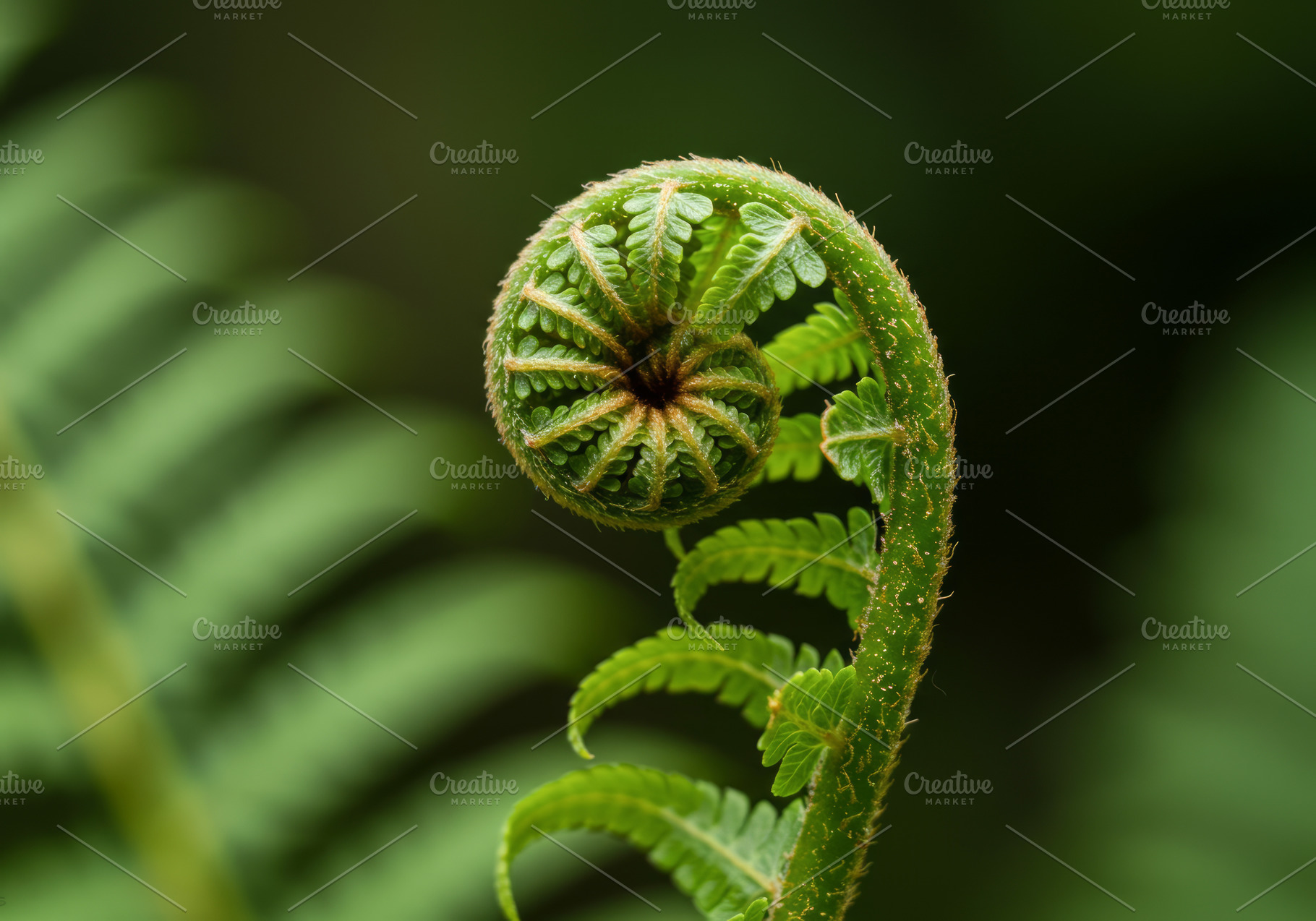 Close-up of a young fern frond unfur, a Nature Photo by professorinc