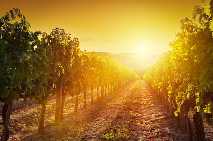Vineyard in tuscany at sunset featuring italy, tuscany, and vineyard, a Nature Photo by Photocreo Michal Bednarek