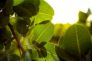 Sunlight Leaves, a Nature Photo by THP Creative