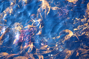 Blue ocean containing seaweed, sea, and ocean