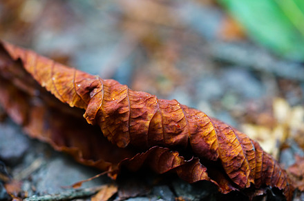 Autumn Leaf With Raindrops