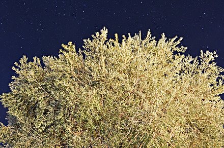 Olive illuminated Starry Night