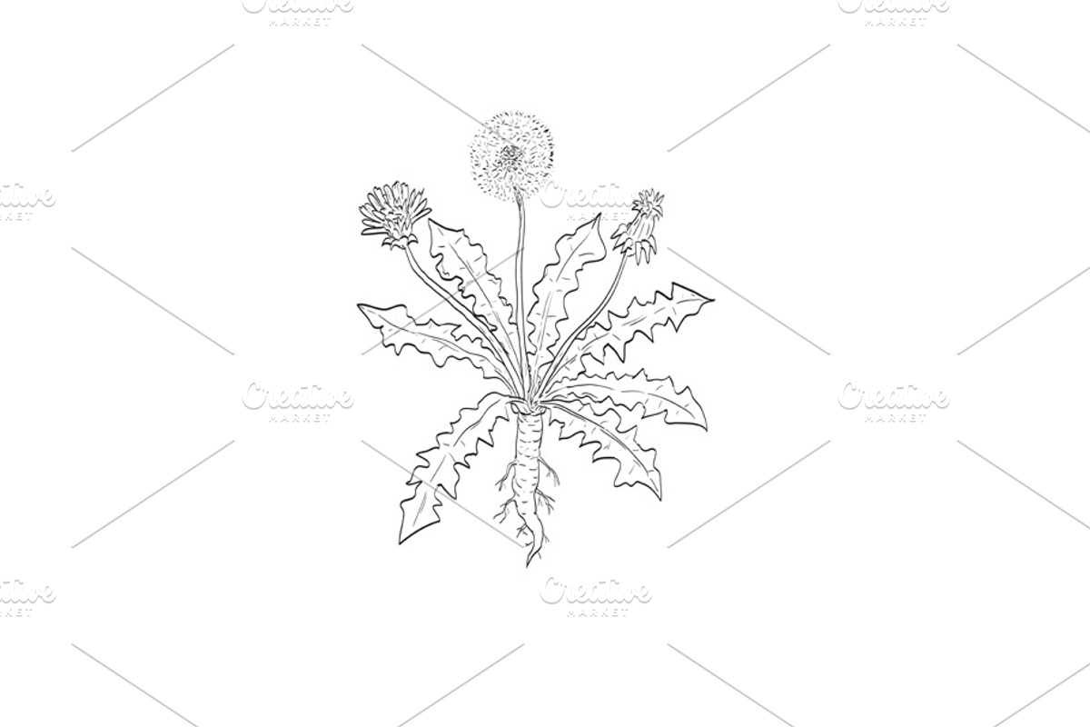 Common Dandelion Wild Plant Drawing, a Decorative Illustration by patrimonio (Photo 1 of 3)