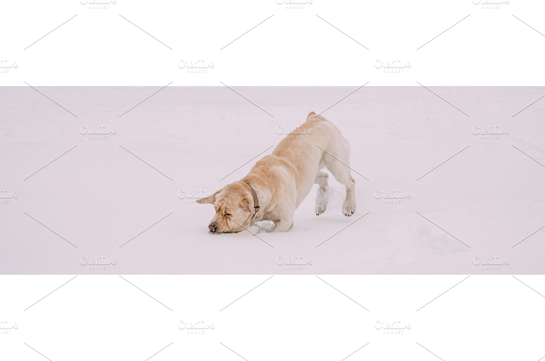 Labrador Dog Play Run Outdoor In, an Animal Photo by Our Amazing World