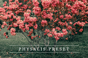 Physalis - Lightroom preset
