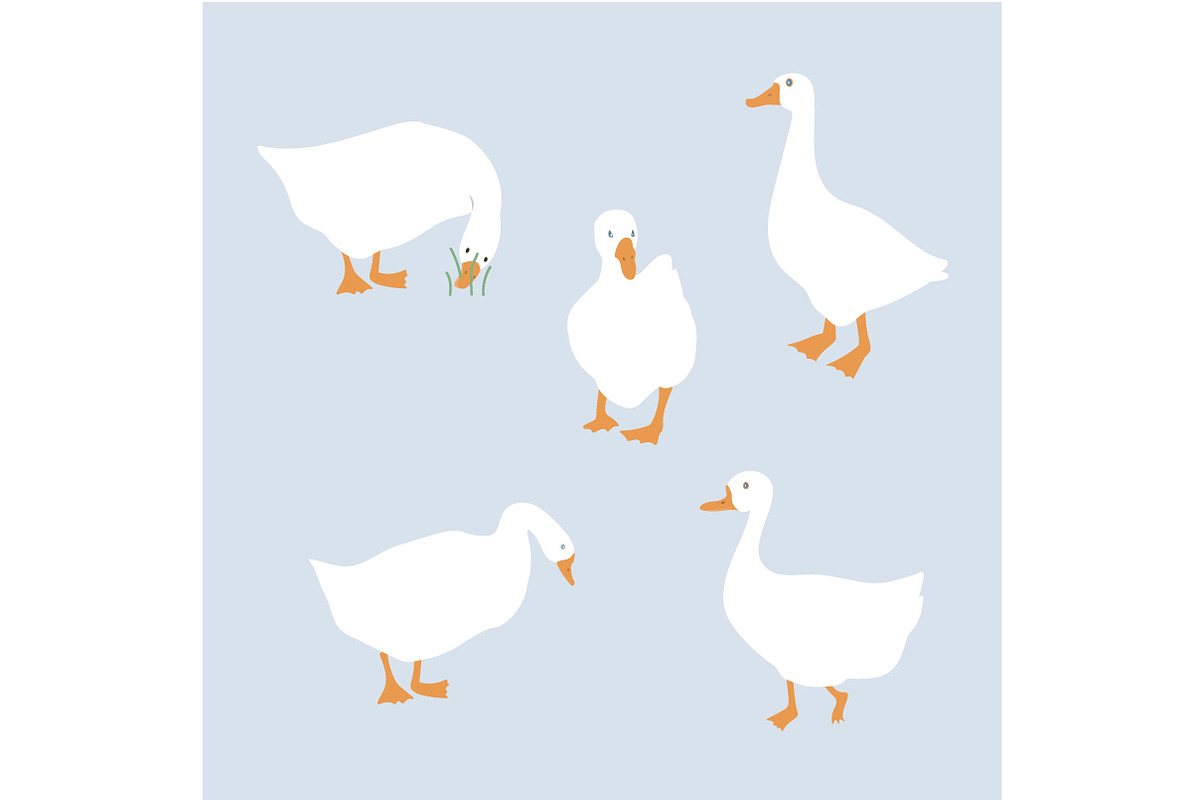 Goose isolated flat vector set, an Animal Illustration by Toltemara