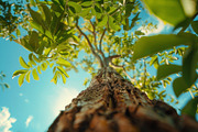 98 Trees view from below, a Nature Photo by Handmadefont (Thumbnail 88 of 98)