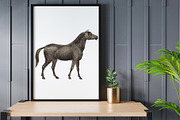 Horses Clipart, an Animal Illustration by Cool Worker (Thumbnail 3 of 3)