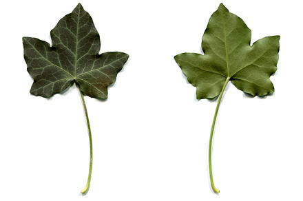 Apricot Leaf preview 6