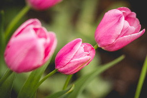 Tulips 1 stock picture