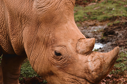 portrait of a mud-covered rhinoceros, an Animal Photo by Perpis