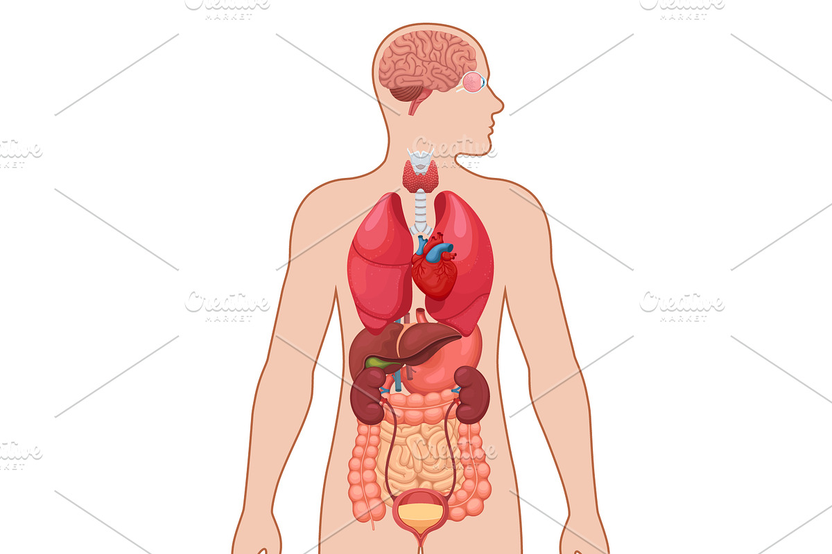 Human anatomy diagram, a Healthcare Illustration by Yayasya (Photo 2 of 3)