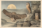 Alfred Fiedler Täubler’s Animals, an Animal Illustration by Digital Museum (Thumbnail 2 of 12)