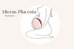 Uterus - Placenta Illustrations