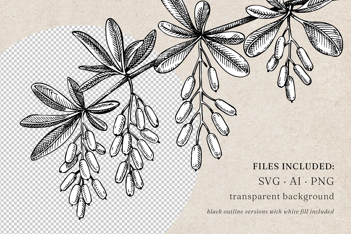 Apothecary Plants & Herbs Vector Set, a Healthcare Illustration by Yevheniia (Photo 9 of 11)