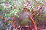 9 Landscape Color Explosion Presets, a Preset Add-On by Timeless Presets (Thumbnail 3 of 12)