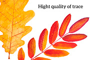 Autumn leaves. Watercolor., an Illustration by Olga Bonitas (Thumbnail 2 of 5)