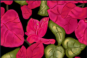 Bougainvillea seamless patterns, a Graphic by Art (Thumbnail 2 of 5)