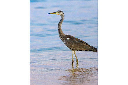 Black-headed heron wading through, an Animal Photo by serkum