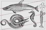 Vintage Fish Collection - vol1, an Animal Illustration by Leitmotif (Thumbnail 4 of 4)