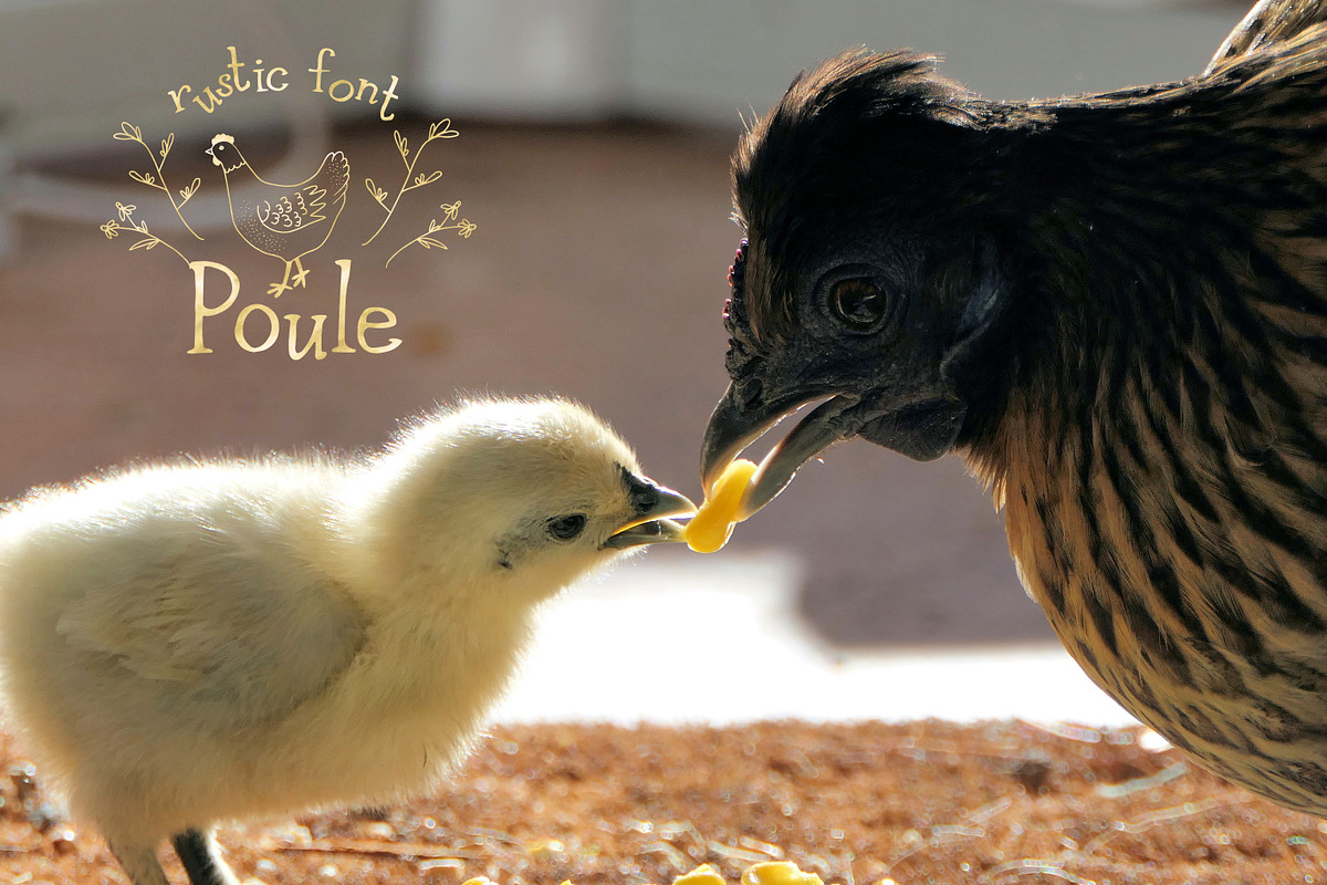 Poule Serif Rustic Font, a Serif Font by LABFcreations (Photo 6 of 16)