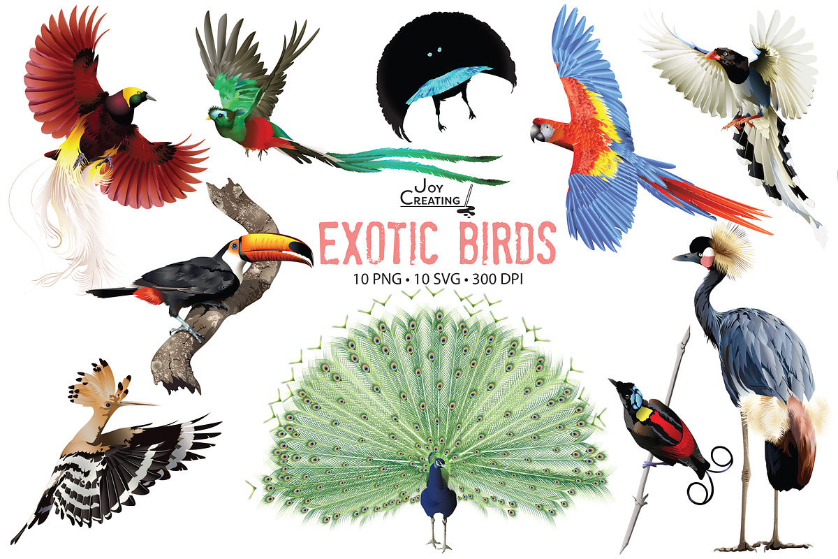 Exotic Birds Clipart Vector, an Animal Illustration by Joy Creating LLC (Photo 1 of 2)