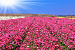 Endless fields of purple flowers