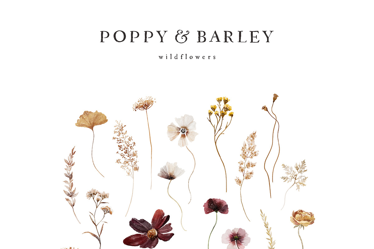 POPPY & BARLEY Autumn Wildflowers, a Seasonal Illustration by Muse Artist (Photo 12 of 14)