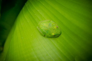 Green centrolenidae, glass frog resting on a leaf in the Amazon, an Animal Photo by GoodGoods