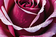 Velvet Rose Collection, a Photo by ETARA by Mea Hau (Thumbnail 2 of 5)