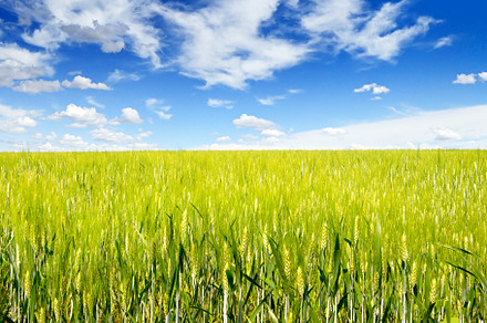 Young wheat stalks in summer field, a Nature Photo by Serg64