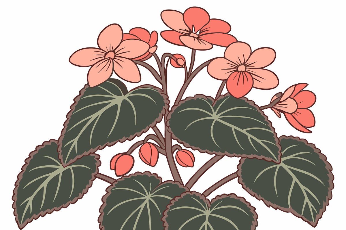 Vibrant coral begonia plant, an Object Illustration by SouravDesign (Photo 1 of 3)