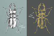 Dotwork Vector Insects, an Animal Illustration by nordicworker (Thumbnail 4 of 5)