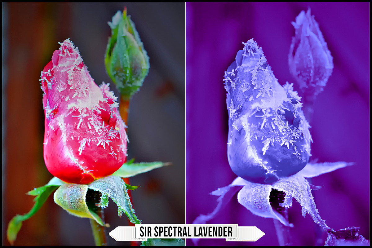 Solarized IR Inspired profiles LUTs, a Plug-in Add-On by Raztrend (Photo 8 of 30)