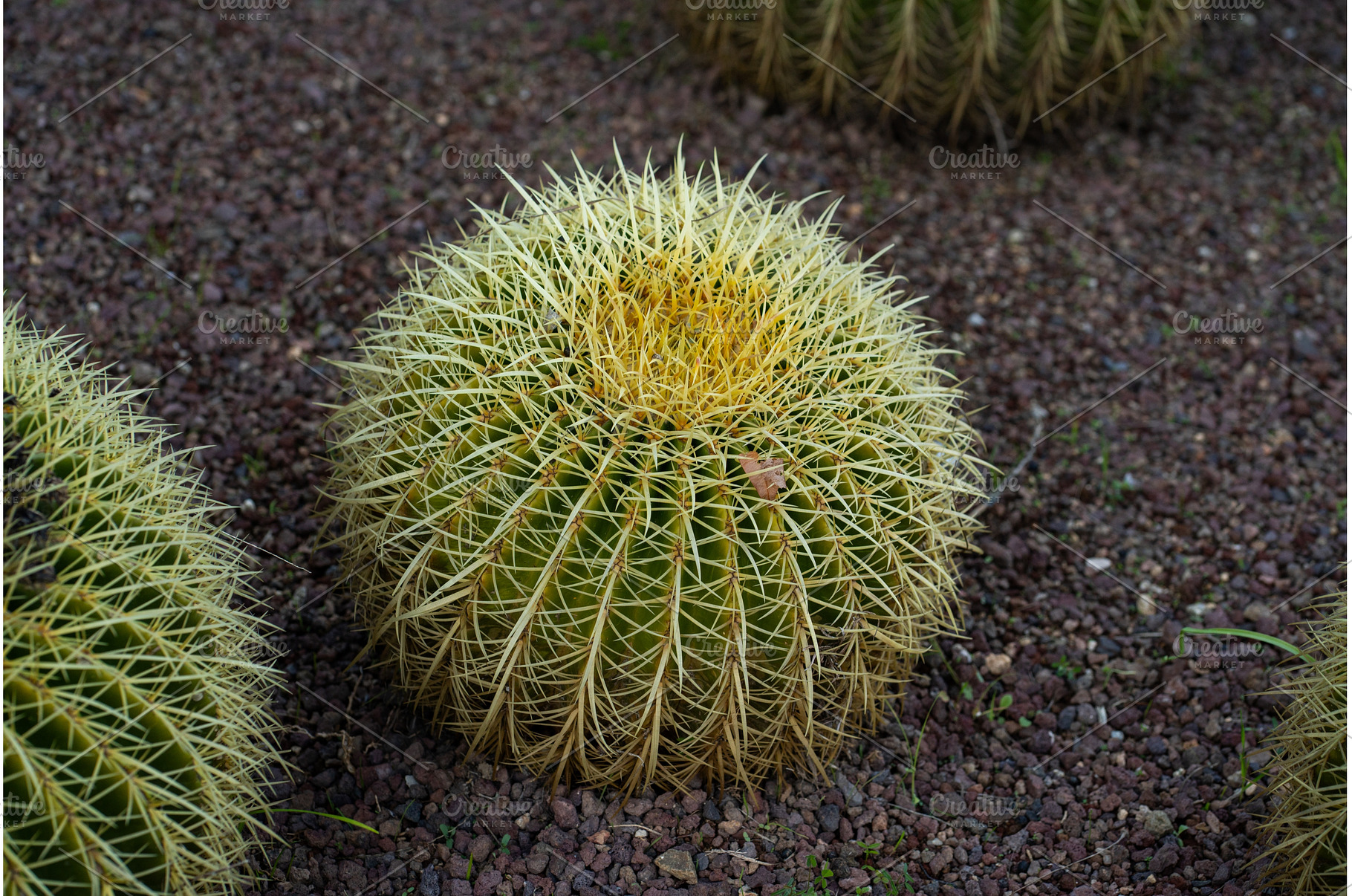 Golden barrel cactus (Echinocactus, a Nature Photo by volodymyrshtun13795