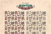 Seaweeds, an Object Illustration by Ink Stories (Thumbnail 22 of 24)