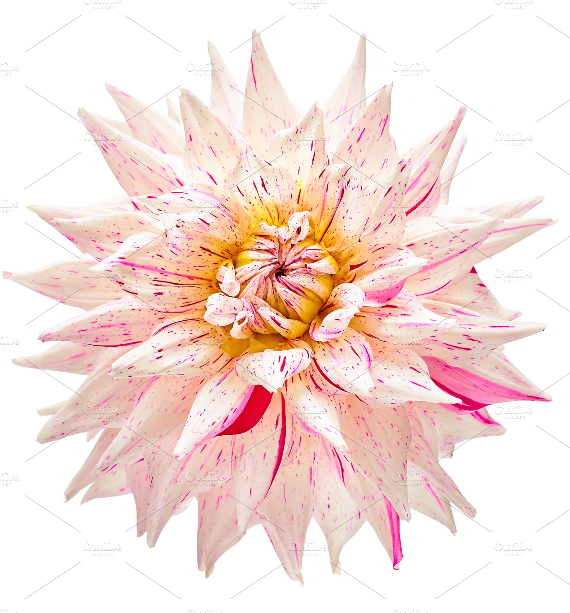 Dahlia flower white pink colored studio shooting featuring dahlia, flowers, a Nature Photo by iBear