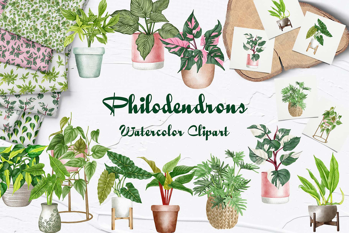 Philodendron Plans Watercolor Set, a Decorative Illustration by BarvArt (Photo 1 of 7)
