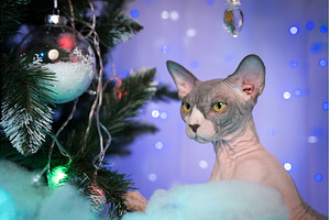 Sphynx Cat sits near Christmas tree, an Animal Photo by Alexander-Piragis