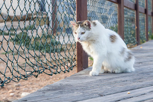 Cat featuring cat, cute, and street