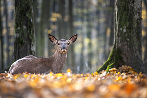 A deer relaxes among fallen leaves in a tranquil forest during autumn in the la, an Animal Photo by Byrdyak