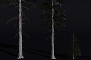 The Norway Spruce Tree, a Plants & Tree 3D Model by FuturePastCreatives (Thumbnail 1 of 7)