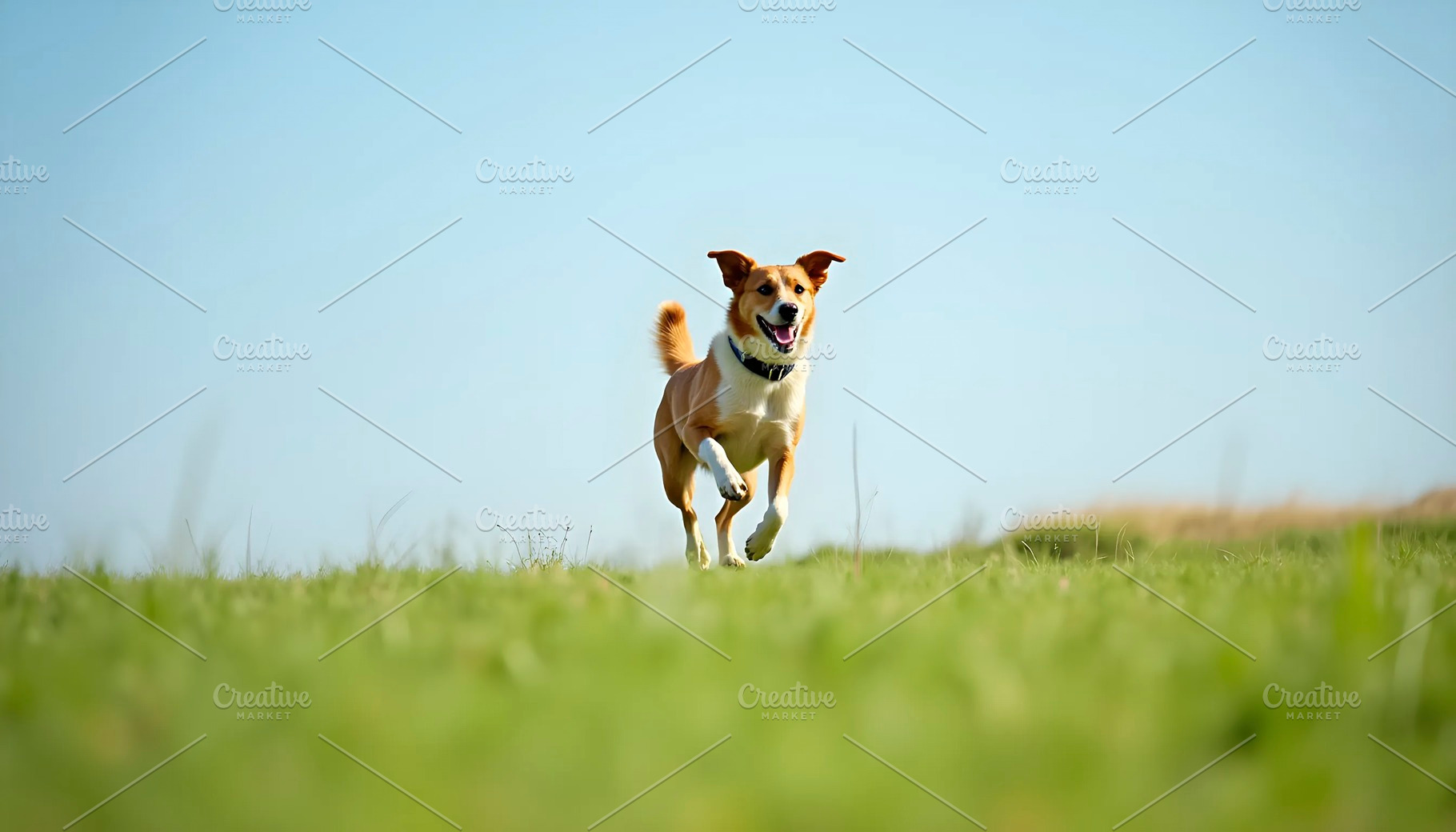 Happy Dog Running Across Green Field, a Photo by LOGOCREATIVE