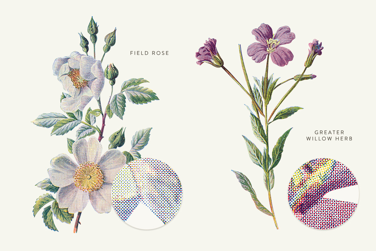 Vintage Flowers Vol.03 - Extra Large, an Illustration by Greta Ivy (Photo 10 of 15)