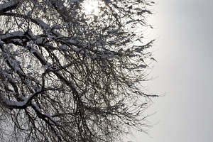 Winter tree featuring picture, photo, and image