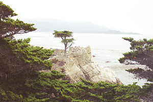 The Lone Cypress I, a Nature Photo by Satchel & Sage