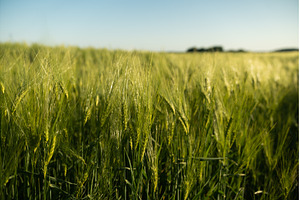 Barley field under clear blue sky in, a Nature Photo by volodymyrshtun13795