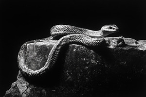 Snake moving over a rocky ledge in c, a Photo by Iftikhar Alam
