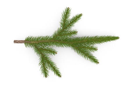 Spruce Branch Small